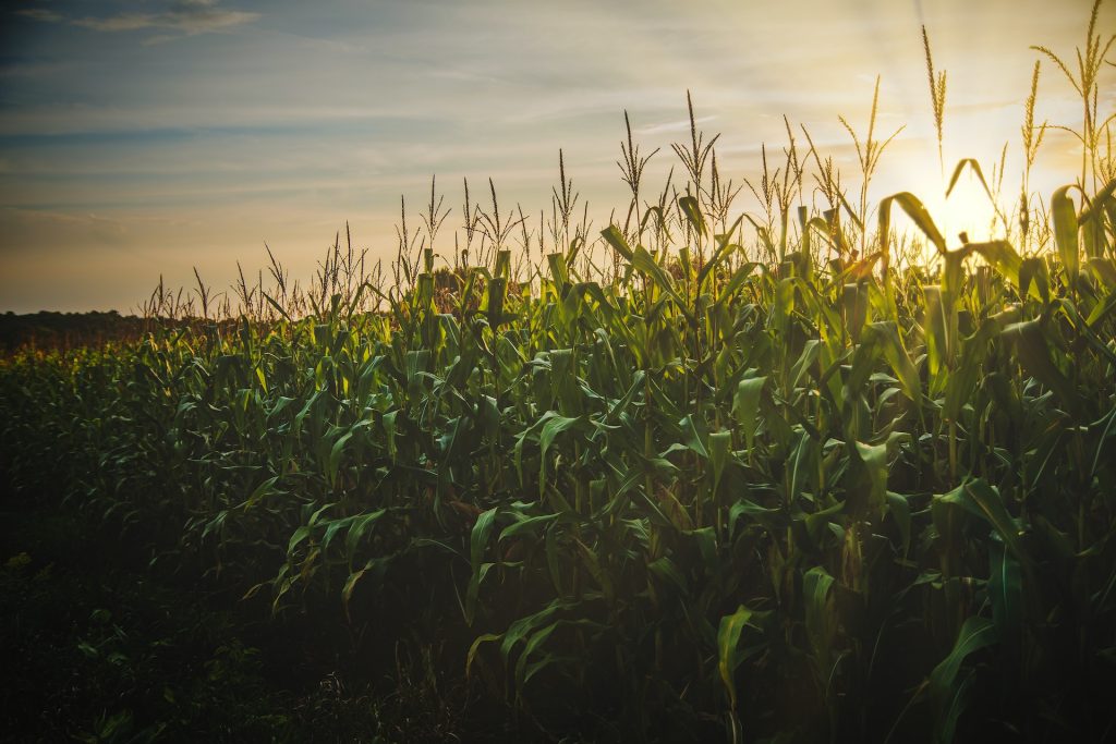 a row of corn plants in a field during sunset